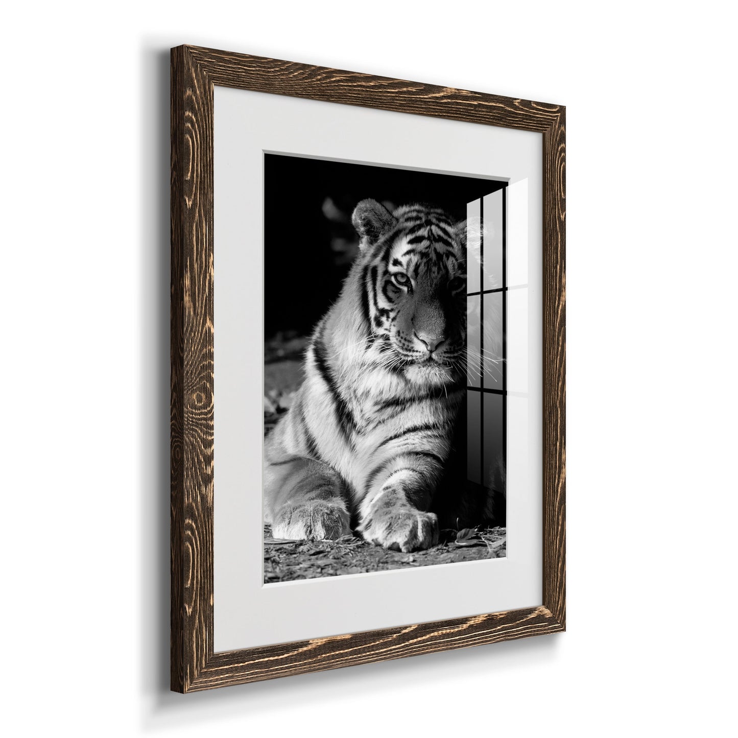 Tiger Repose - Premium Framed Print - Distressed Barnwood Frame - Ready to Hang