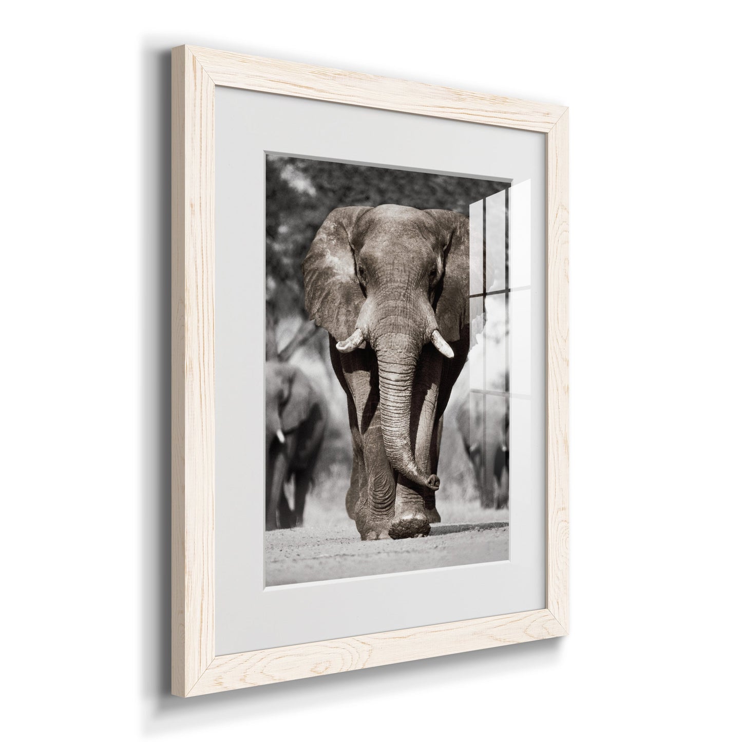 Botswana Patriarch - Premium Framed Print - Distressed Barnwood Frame - Ready to Hang