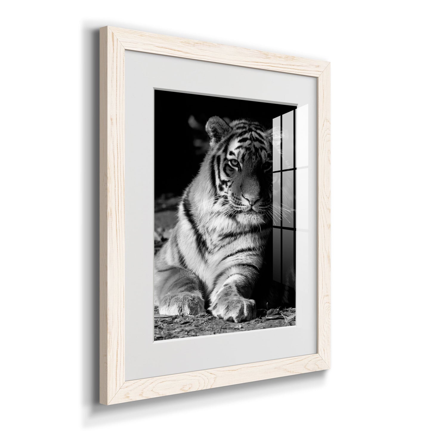 Tiger Repose - Premium Framed Print - Distressed Barnwood Frame - Ready to Hang