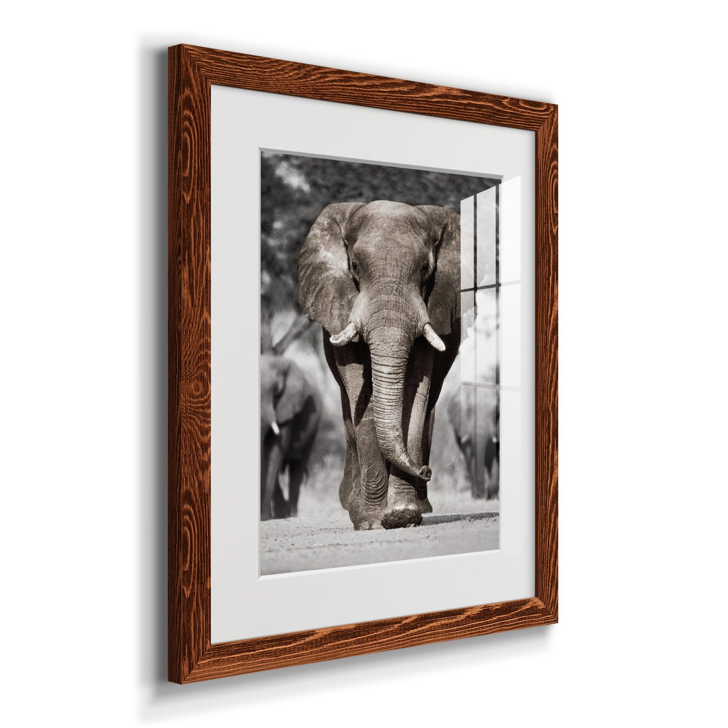 Botswana Patriarch - Premium Framed Print - Distressed Barnwood Frame - Ready to Hang