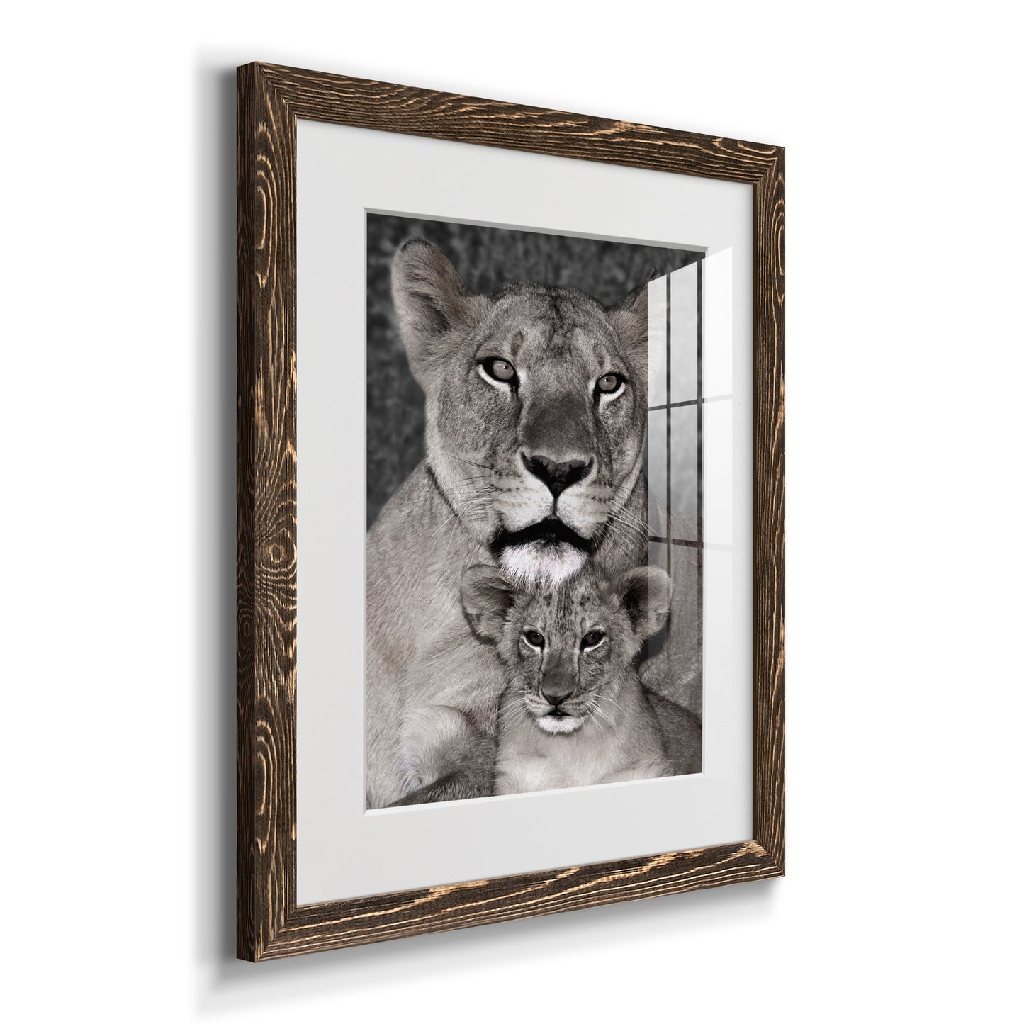 Lioness and Cub - Premium Framed Print - Distressed Barnwood Frame - Ready to Hang