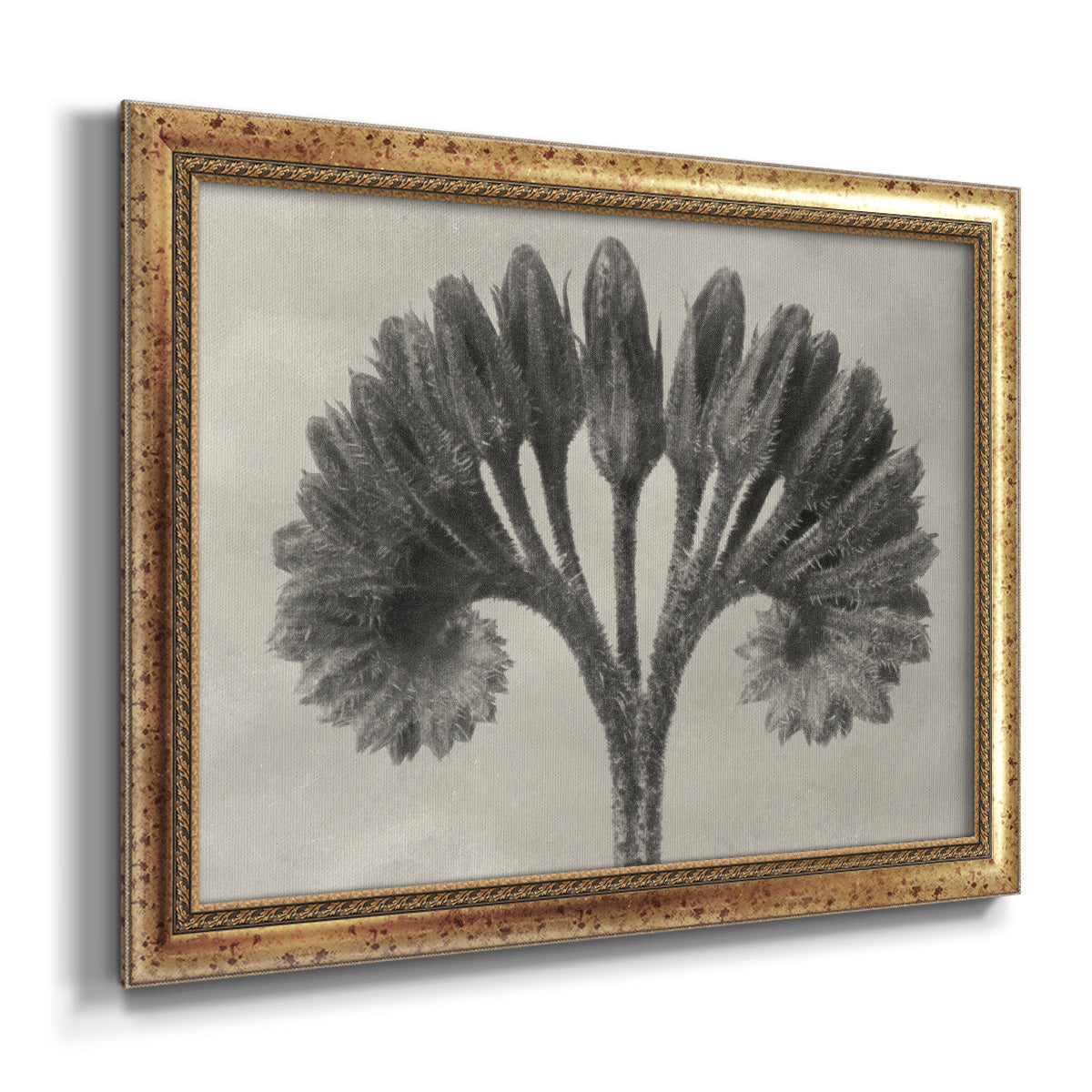 Vintage botanical plant study photograph by Karl Blossfeldt printed on canvas in an ornate vintage gold frame.