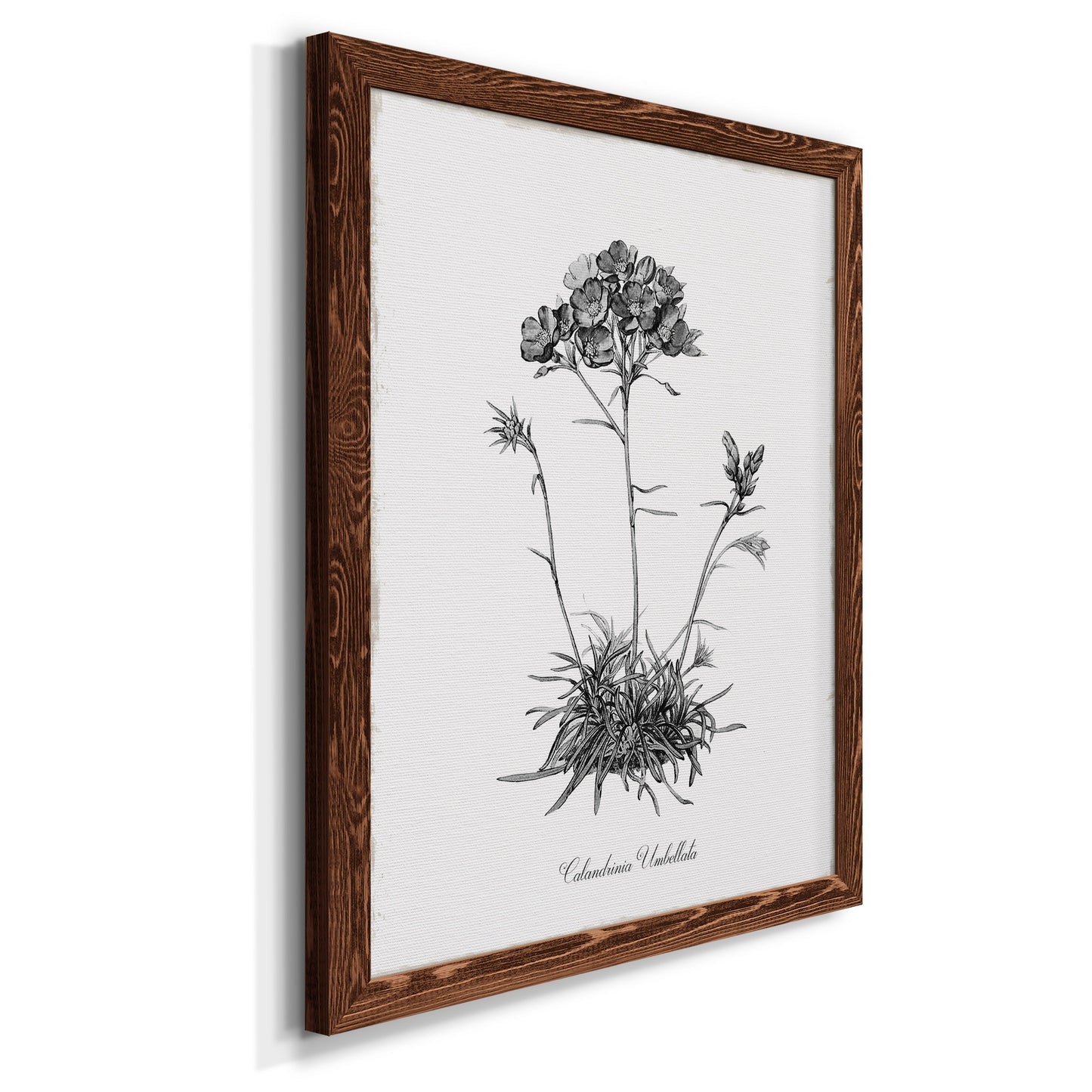 Simply Caladrinia - Premium Canvas Framed in Barnwood - Ready to Hang