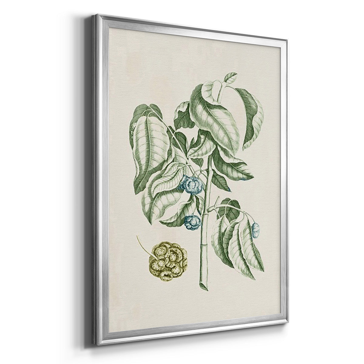 Buchoz Tropicals V - Modern Framed Canvas Print