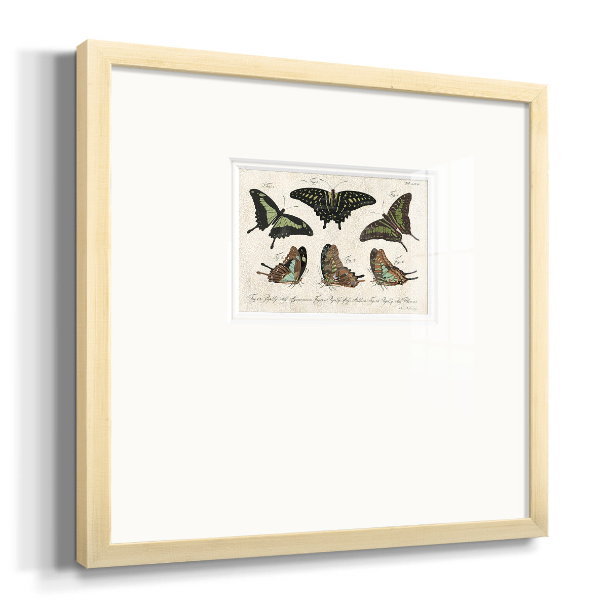 Crackled Butterflies II Premium Framed Print Double Matboard