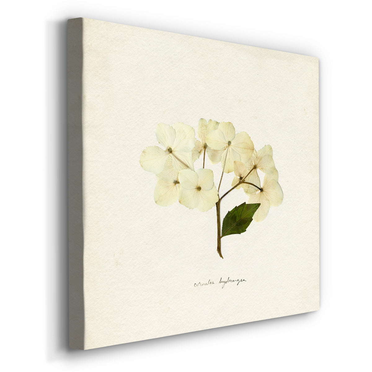 Cornales Hydrangea II - Canvas Art Print