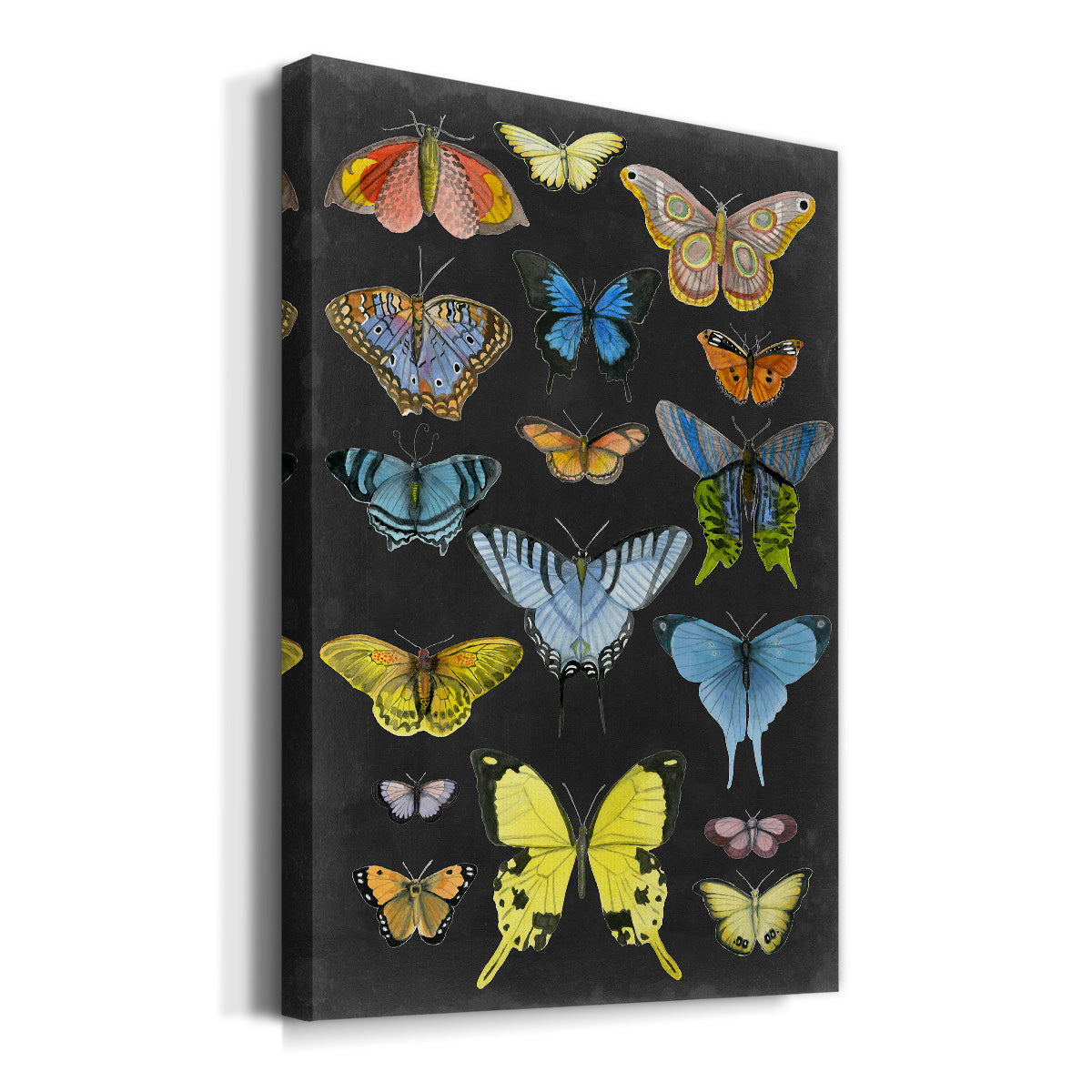 Graphic Butterfly Taxonomy II Premium Gallery Wrapped Canvas - Ready to Hang