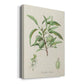 Antique Almond Botanical III Premium Gallery Wrapped Canvas - Ready to Hang