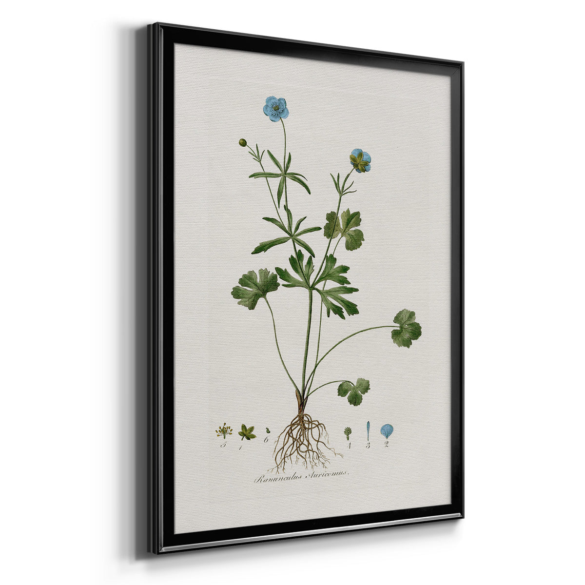 Buttercup Study - Modern Framed Canvas Print