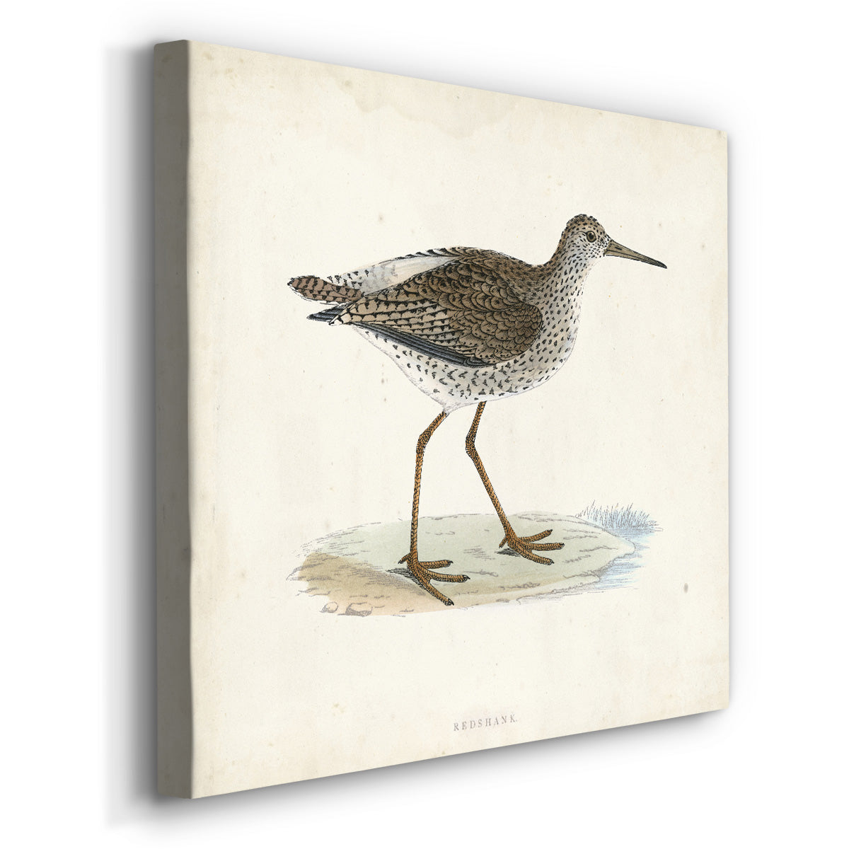 Morris Sandpipers V - Canvas Art Print