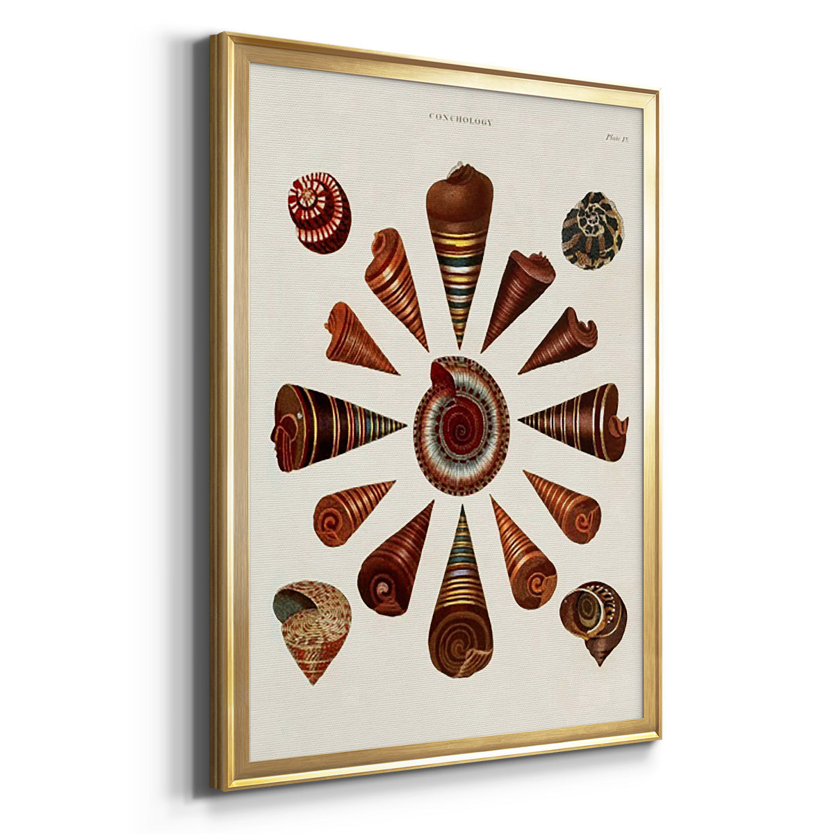 Spiral Shell Formation IV - Modern Framed Canvas Print