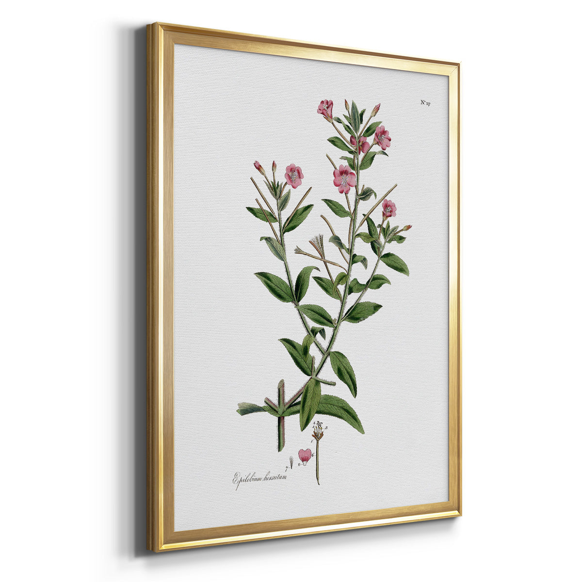 Rose Botanical III - Modern Framed Canvas Print