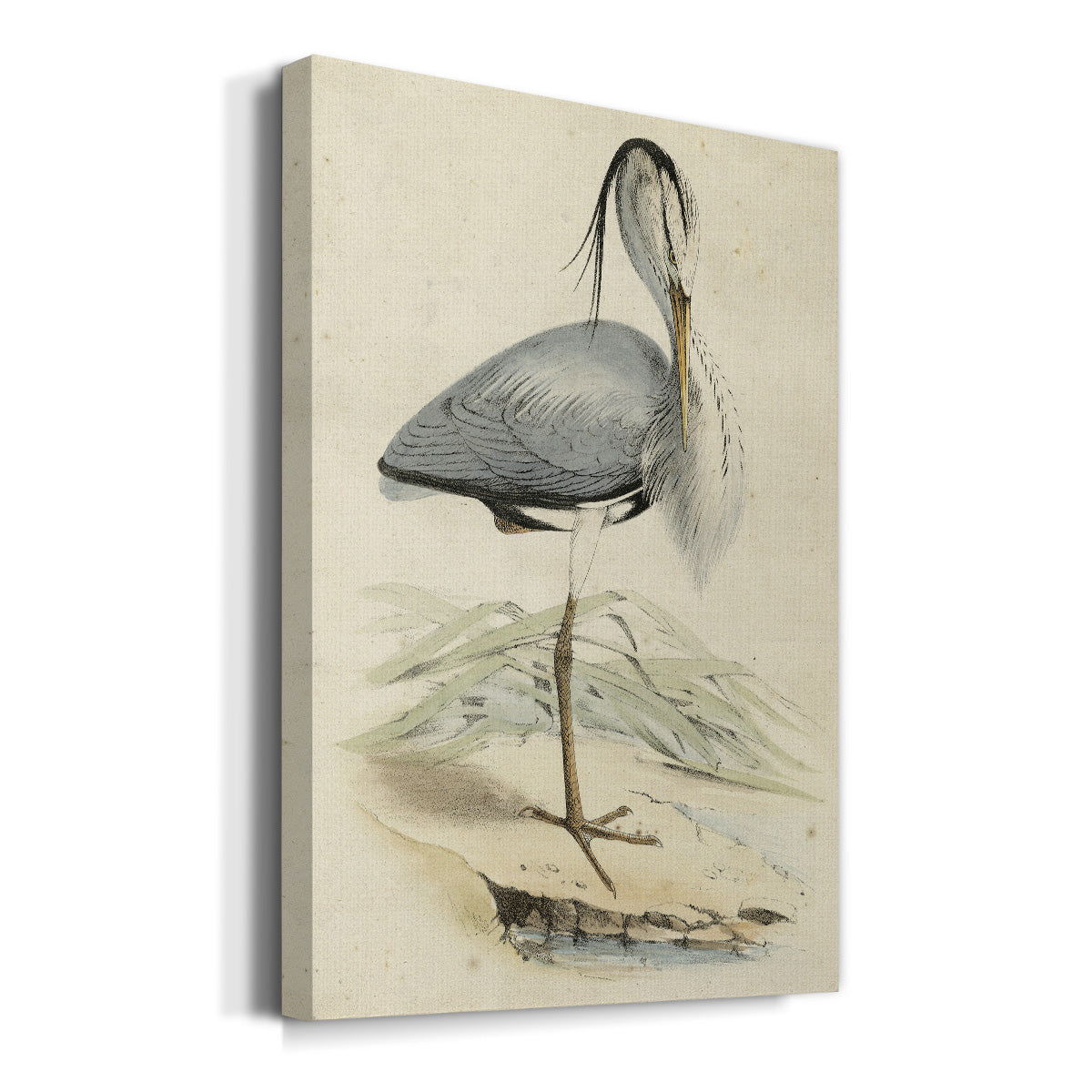 Embellished Antique Heron IV (ASH) Premium Gallery Wrapped Canvas - Ready to Hang