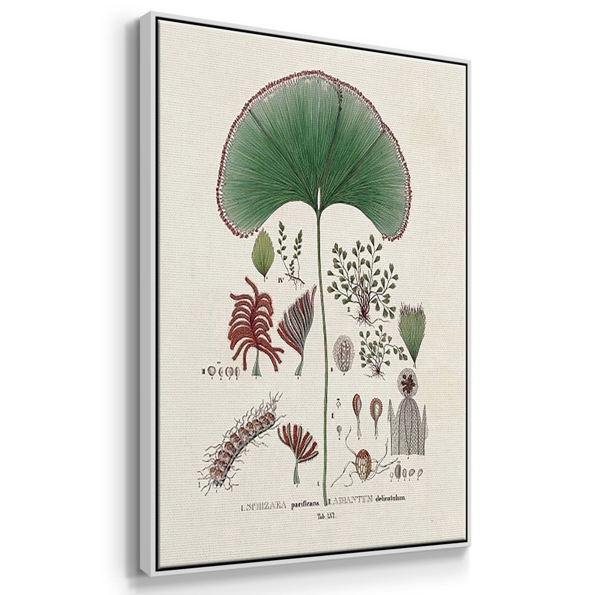 Botanical Society Ferns I - Framed Premium Gallery Wrapped Canvas L Frame 3 Piece Set - Ready to Hang