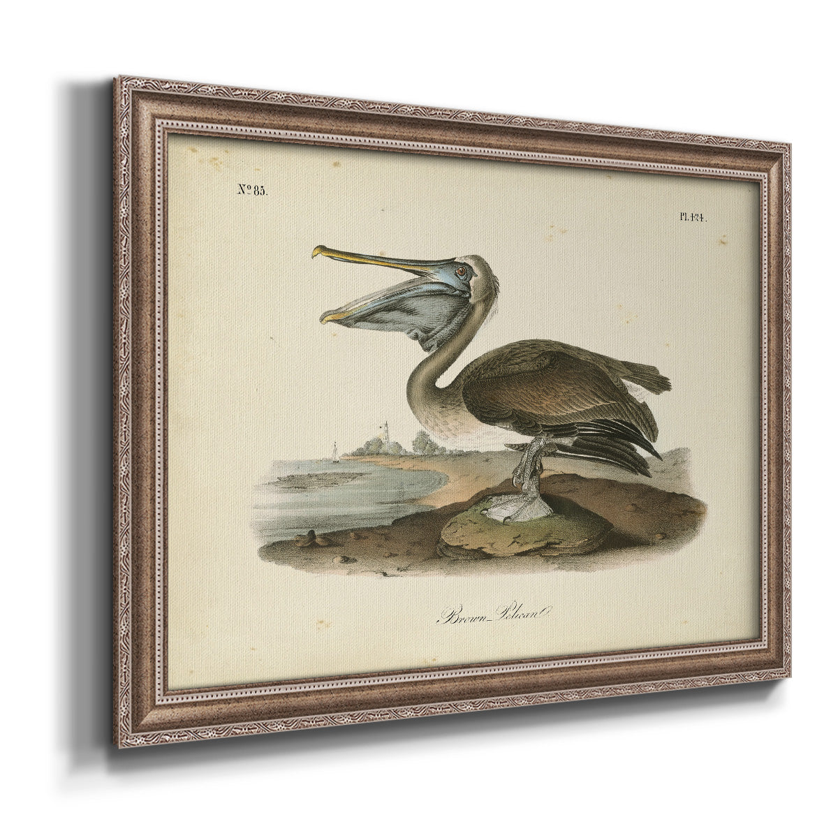 Audubons Brown Pelican - Ornate Framed Canvas Print
