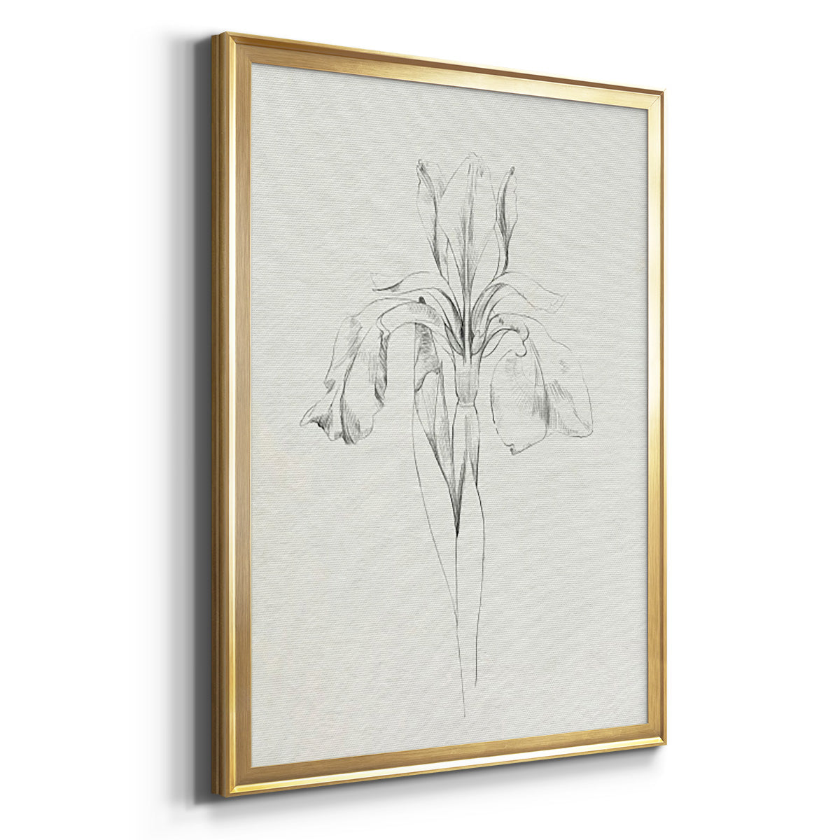 Neutral Iris Sketch I - Modern Framed Canvas Print