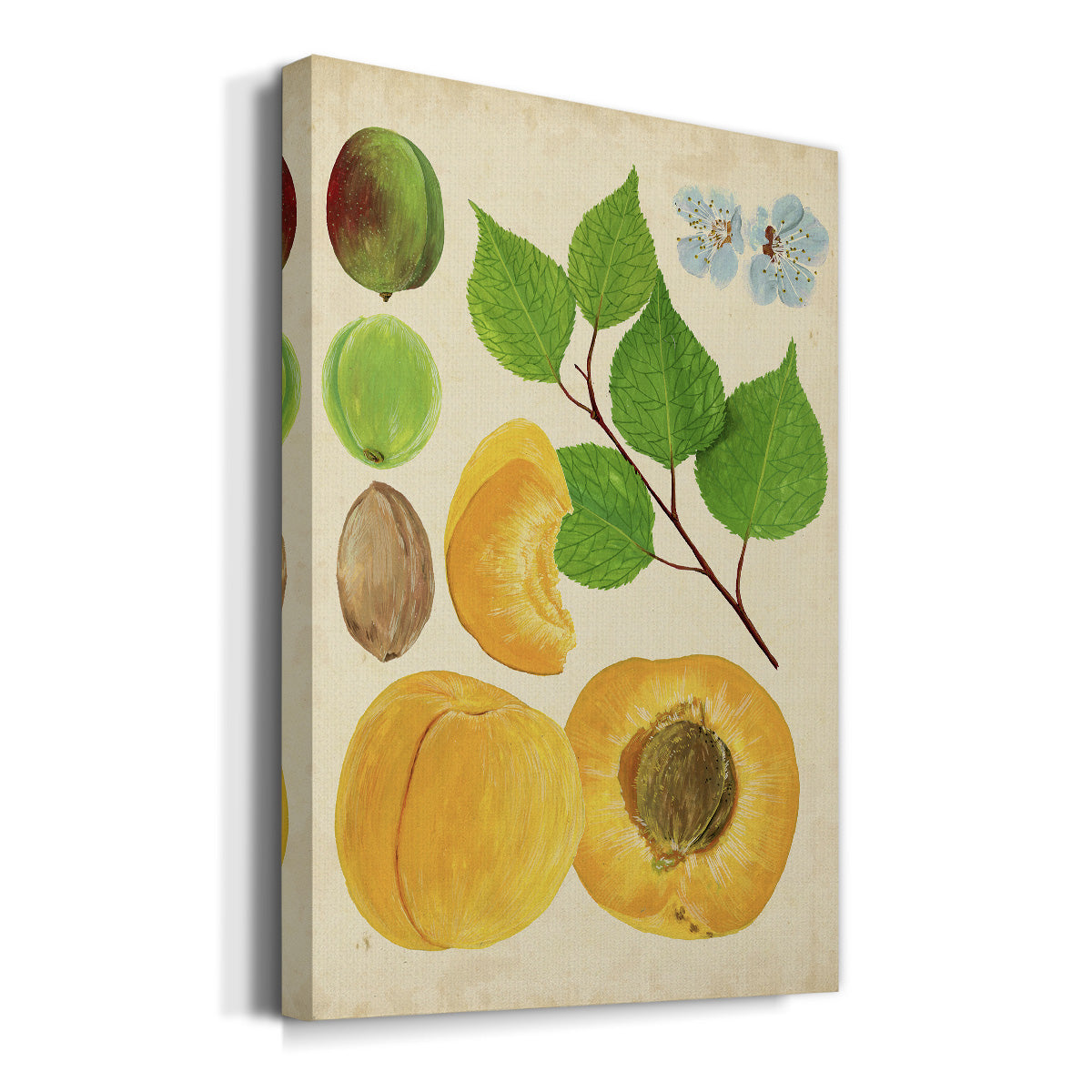 Apricot Study II Premium Gallery Wrapped Canvas - Ready to Hang