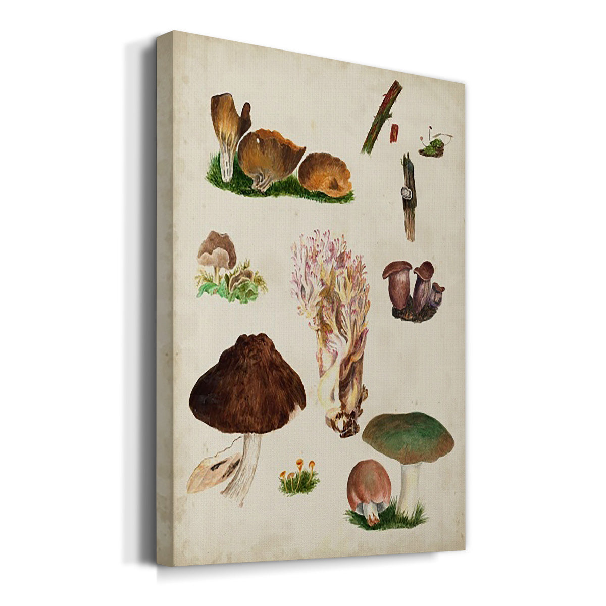 Mushroom Species IX - Canvas Art Print