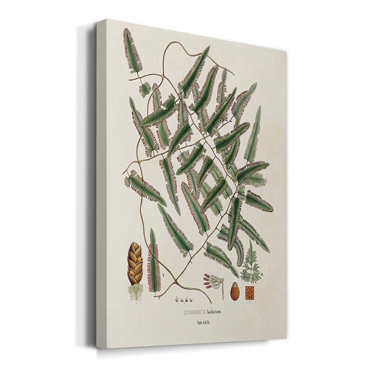 Botanical Society Ferns X Premium Gallery Wrapped Canvas - Ready to Hang