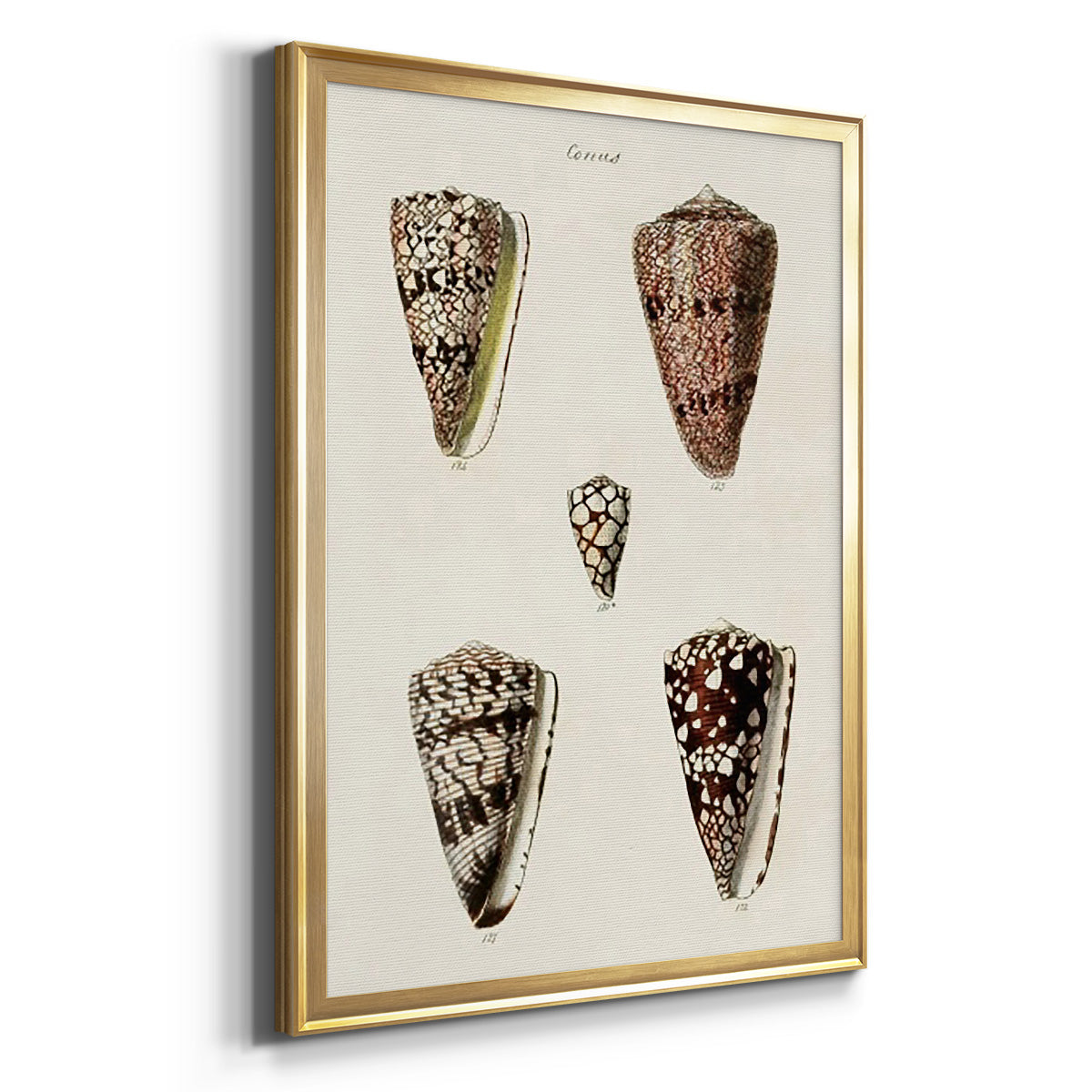 Cone Shell Collection III - Modern Framed Canvas Print