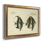 Bloch Antique Fish I Premium Framed Canvas- Ready to Hang