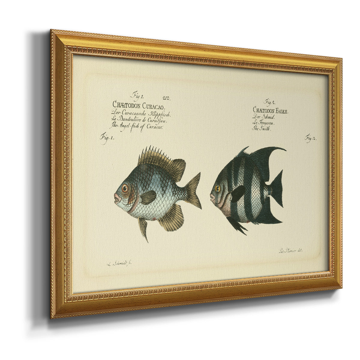 Bloch Antique Fish II Premium Framed Canvas- Ready to Hang