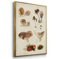 Mushroom Species I - Floater Framed Canvas Set