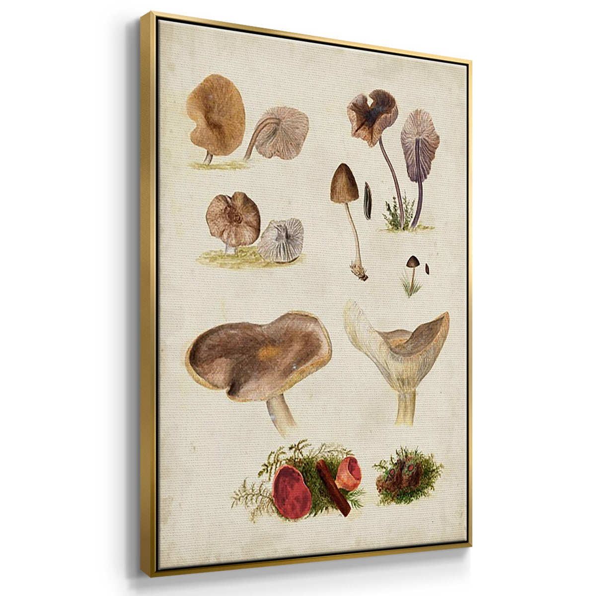 Mushroom Species I - Floater Framed Canvas Set