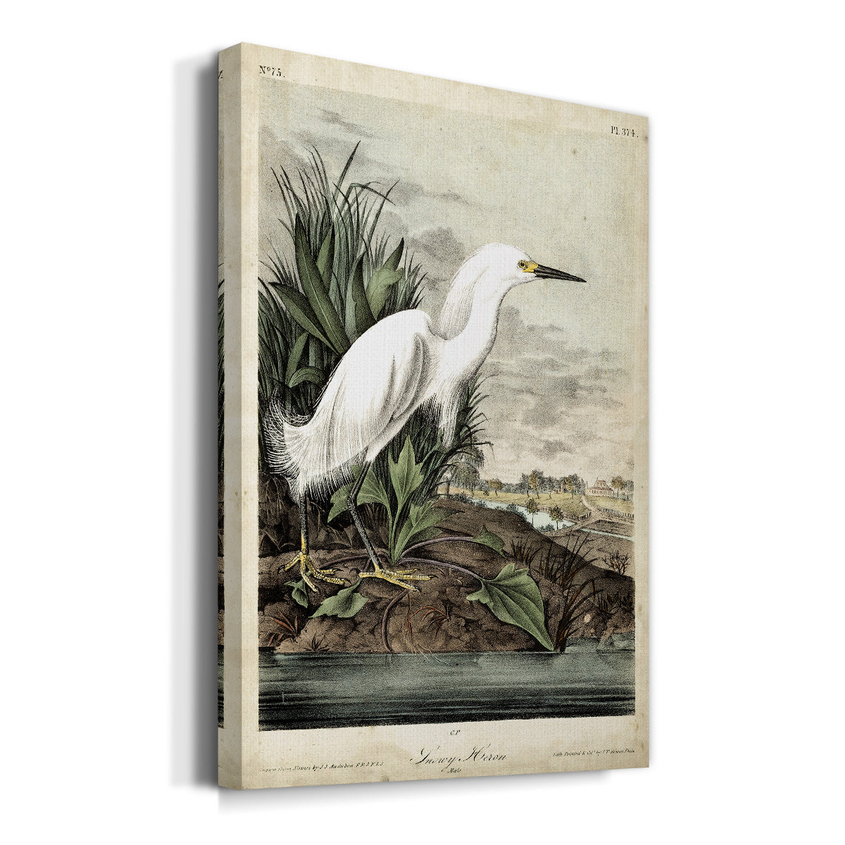 Snowy Heron Premium Gallery Wrapped Canvas - Ready to Hang