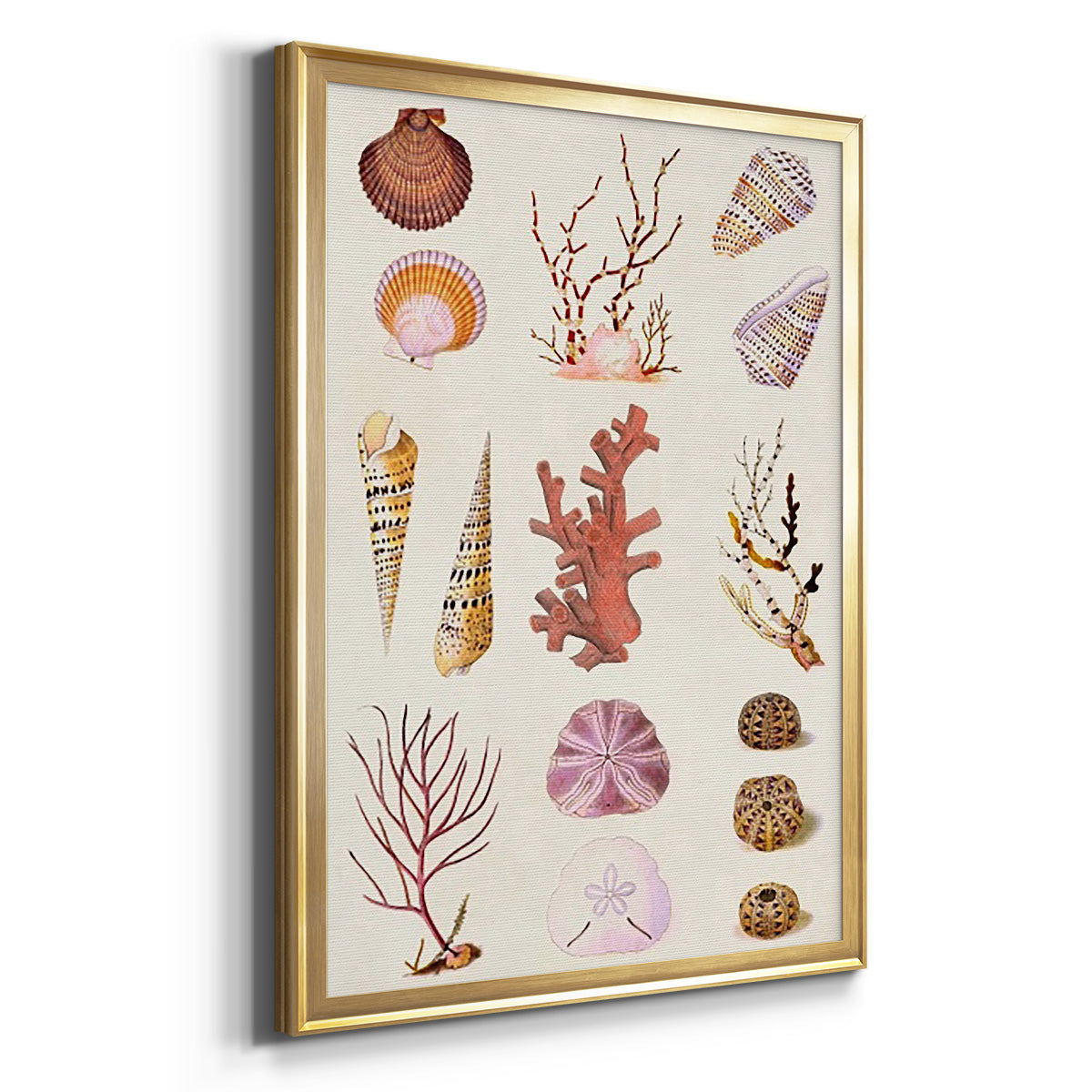 Coral & Shell Collage II -  Framed Canvas Print