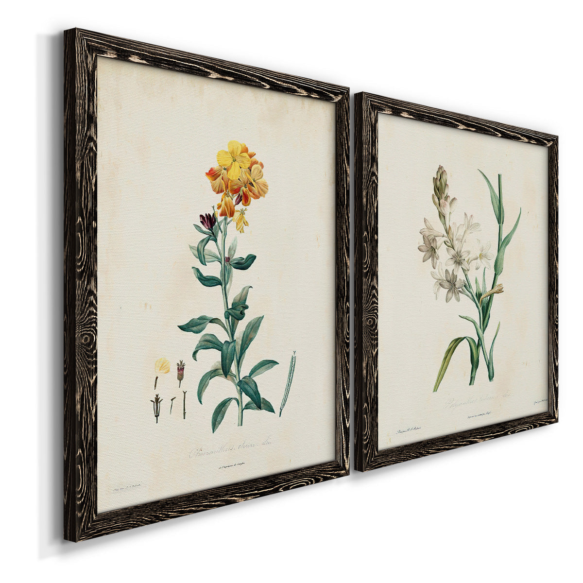 Traditional Botanical III - Barnwood Framed Canvas Set