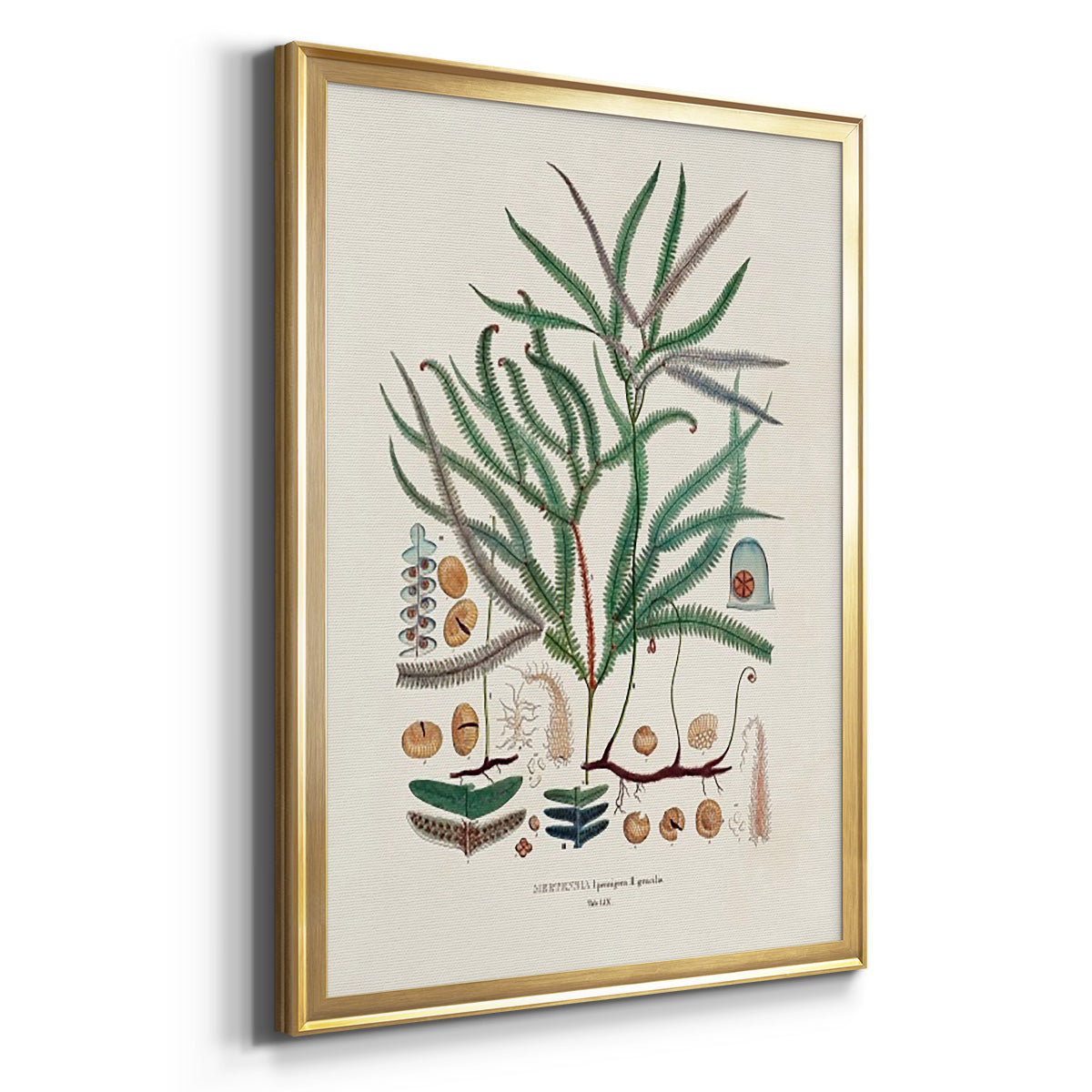 Botanical Society Ferns VII - Modern Framed Canvas Print