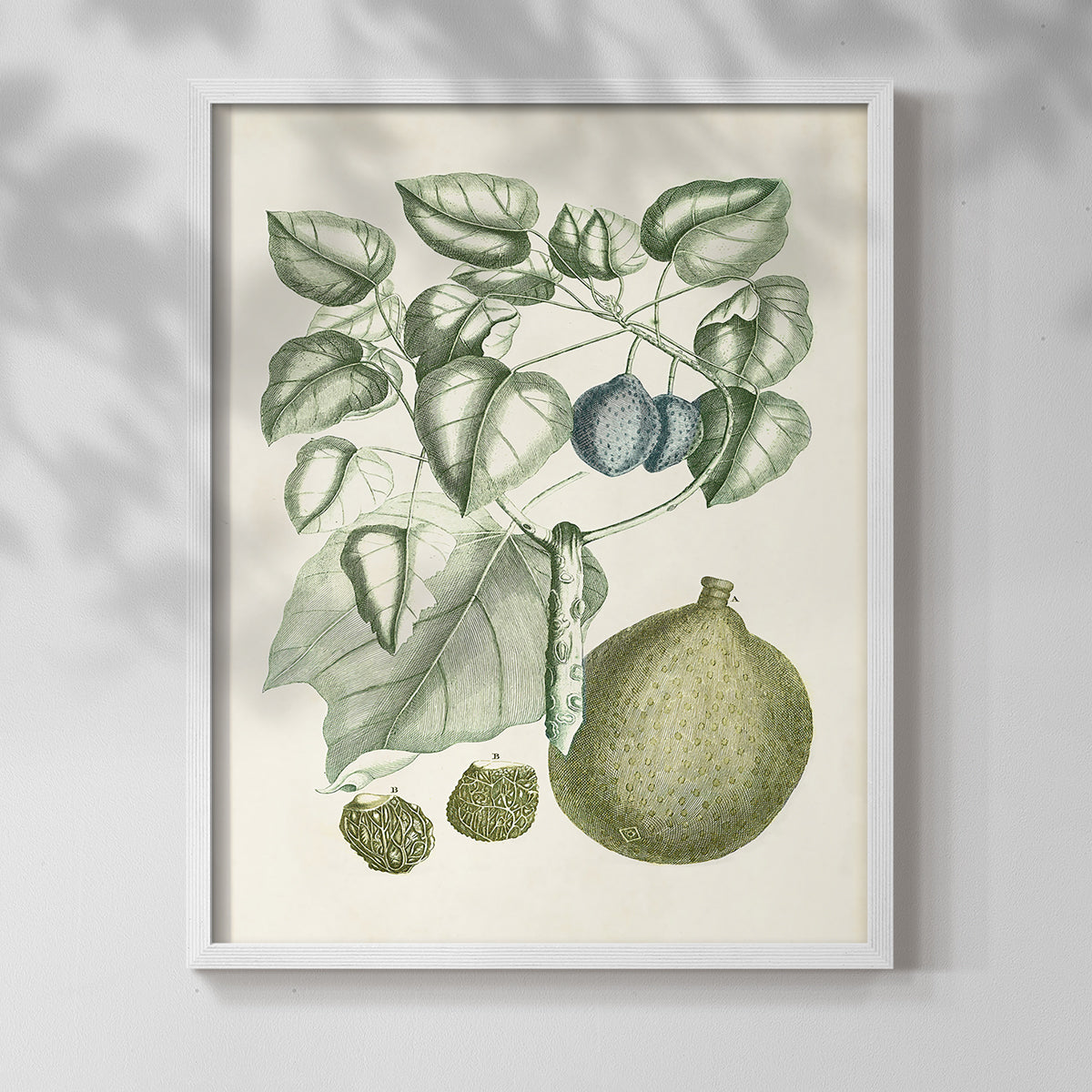 Buchoz Tropicals VIII - Restickable Framed Art Print
