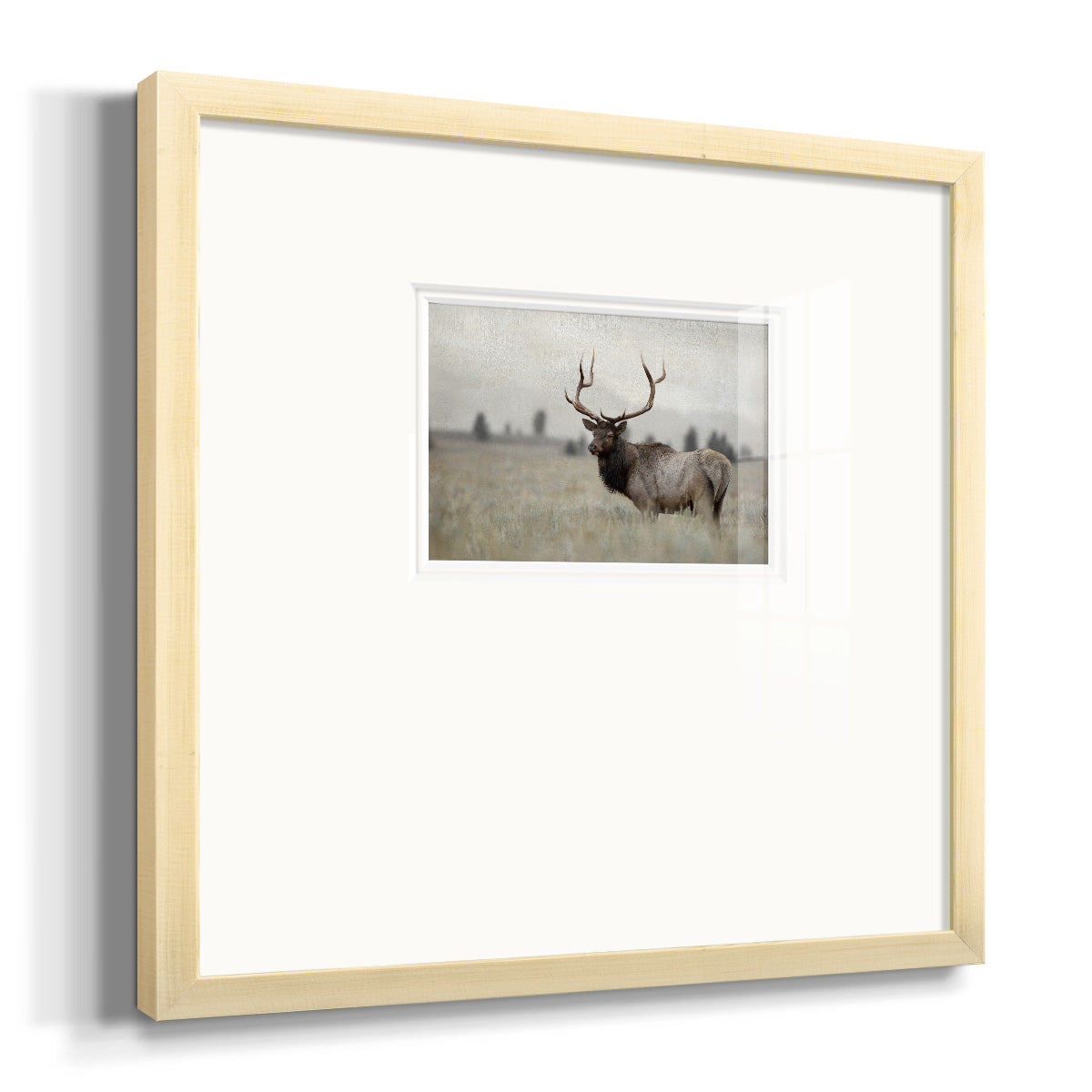 Grand Elk Premium Framed Print Double Matboard