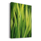 Blades of Grass II Premium Gallery Wrapped Canvas - Ready to Hang