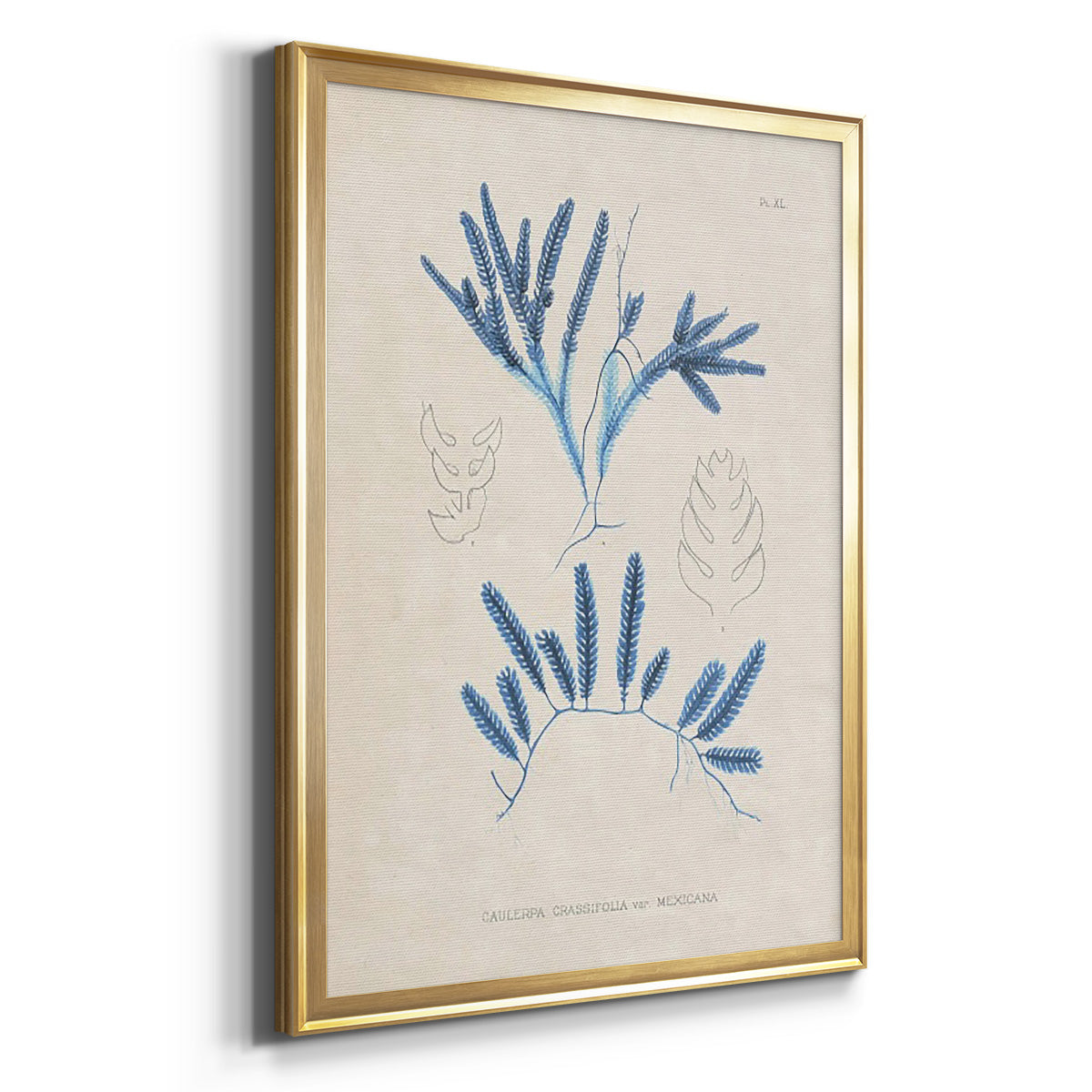 Blue Marine Algae I - Modern Framed Canvas Print