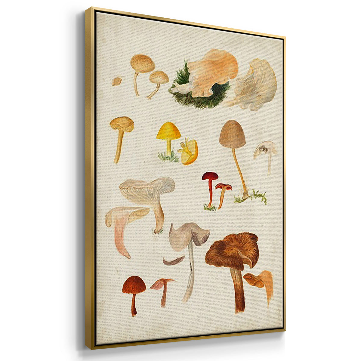 Mushroom Species VI - Framed Premium Gallery Wrapped Canvas L Frame 3 Piece Set - Ready to Hang