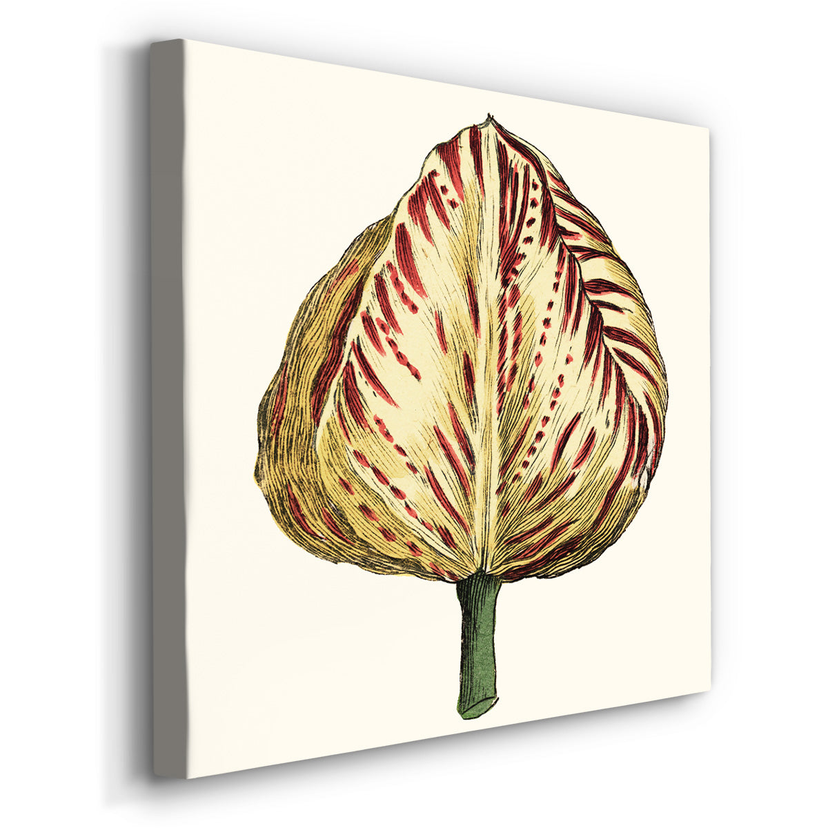 Tulip Garden IX - Canvas Art Print