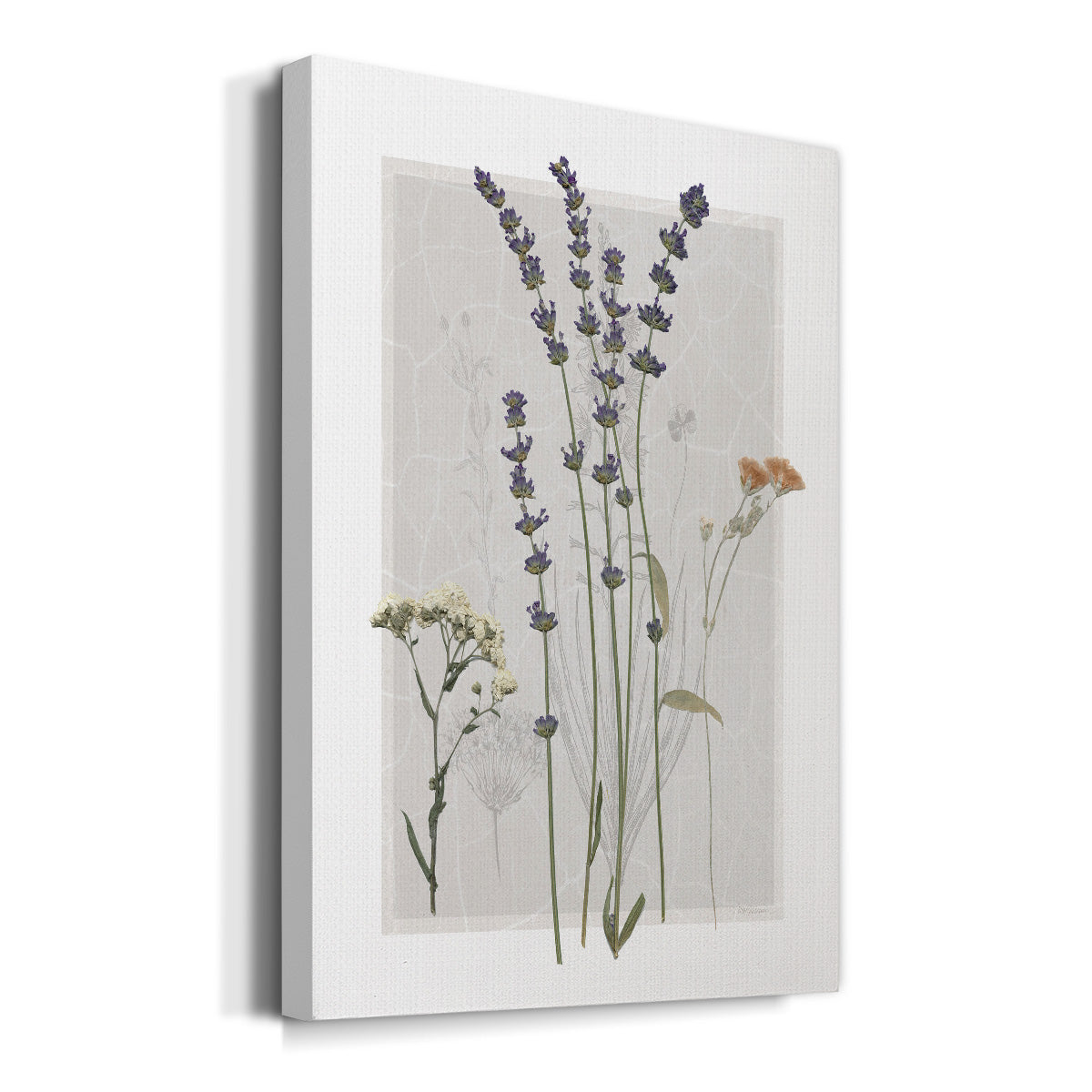 Field Study Page I - Canvas Art Print