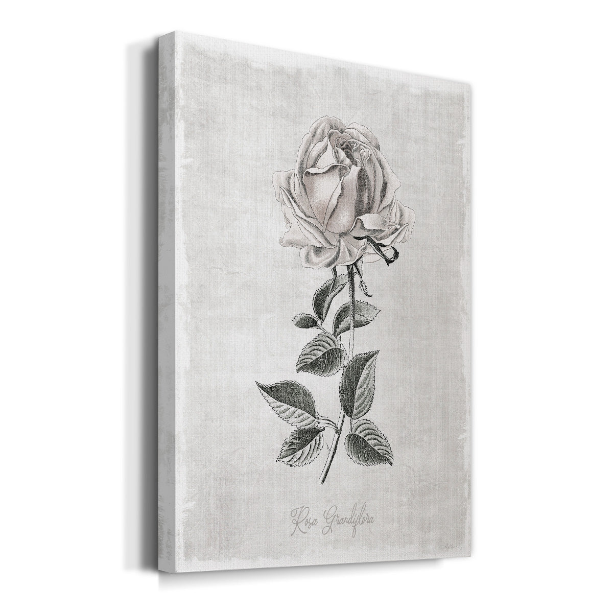 Vintage Botanical II Premium Gallery Wrapped Canvas - Ready to Hang