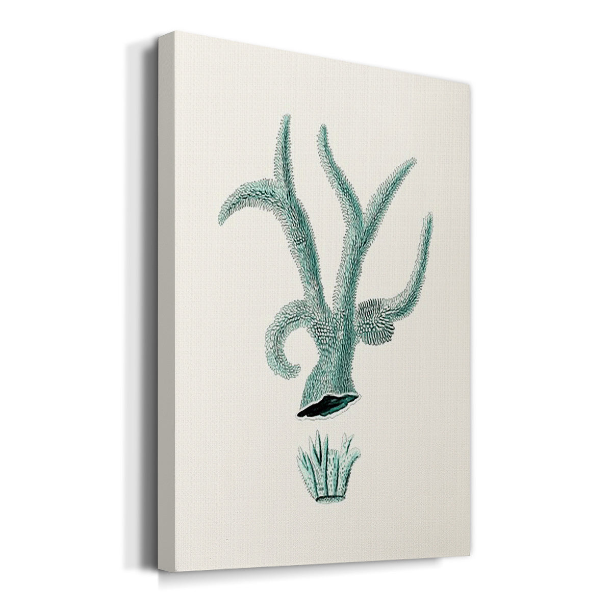 Antique Coastal Coral XII - Canvas Art Print