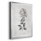 Vintage Botanical II - Modern Framed Canvas Print