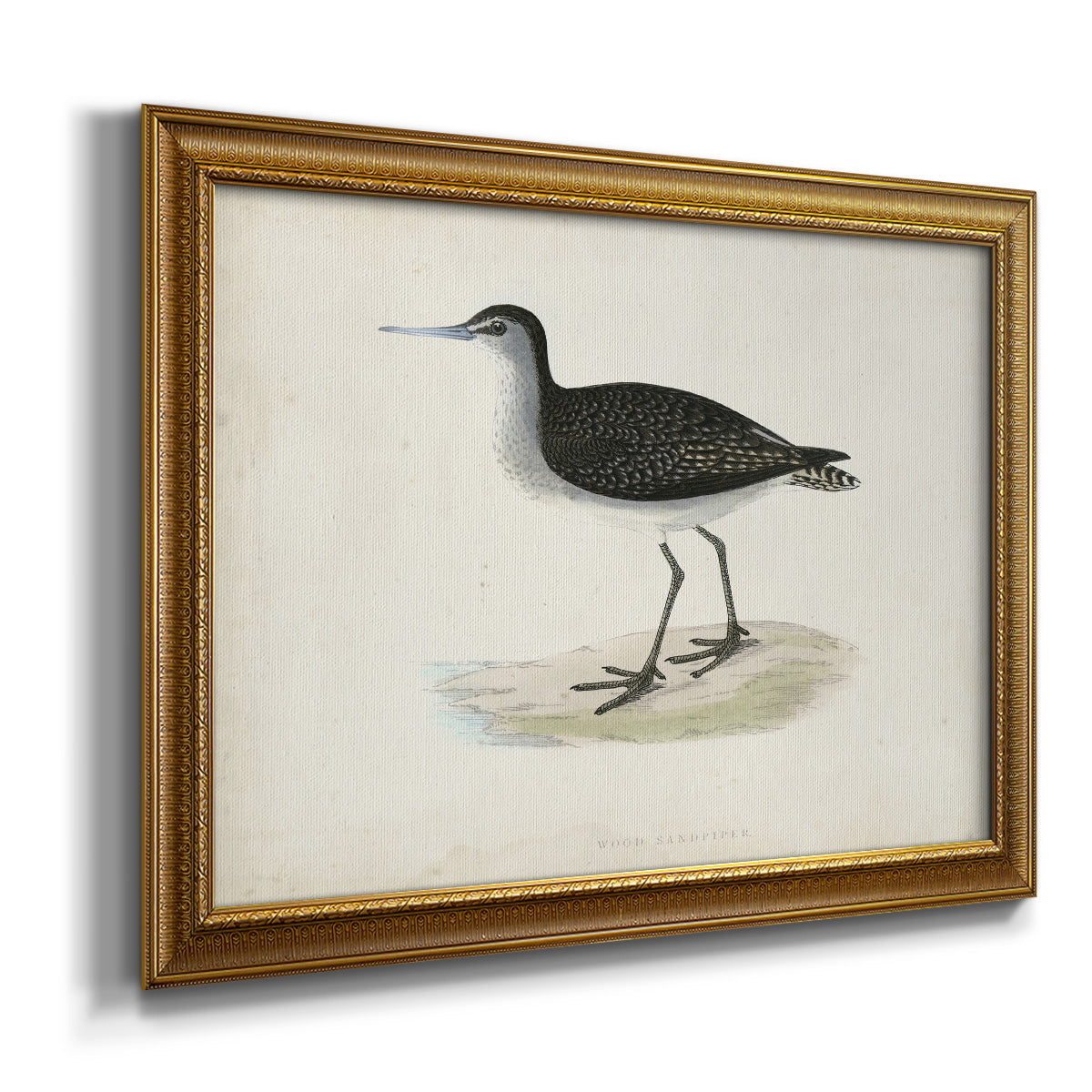 Morris Sandpipers VIII Premium Framed Canvas- Ready to Hang