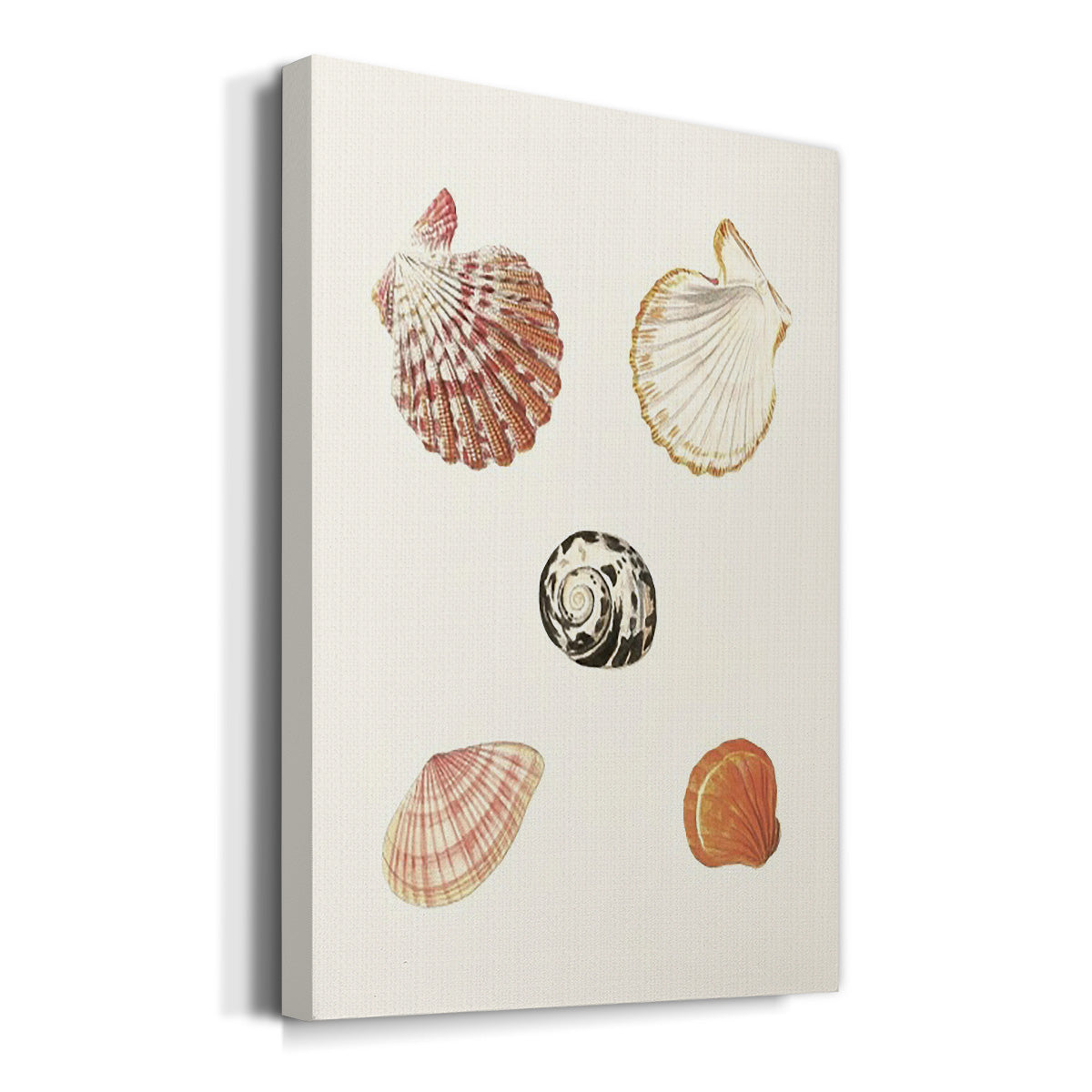 Pastel Knorr Shells VIII - Canvas Art Print