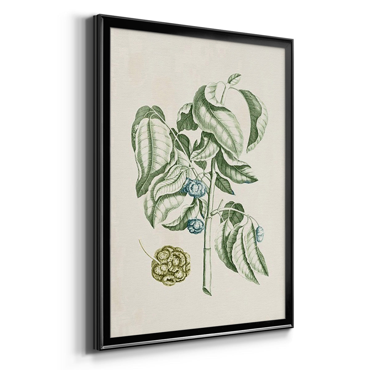 Buchoz Tropicals V - Modern Framed Canvas Print