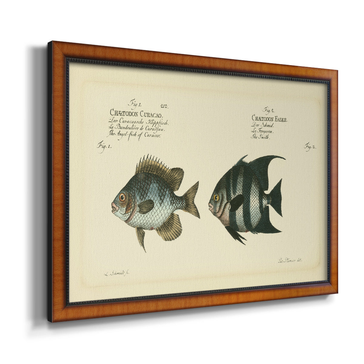 Bloch Antique Fish II Premium Framed Canvas- Ready to Hang