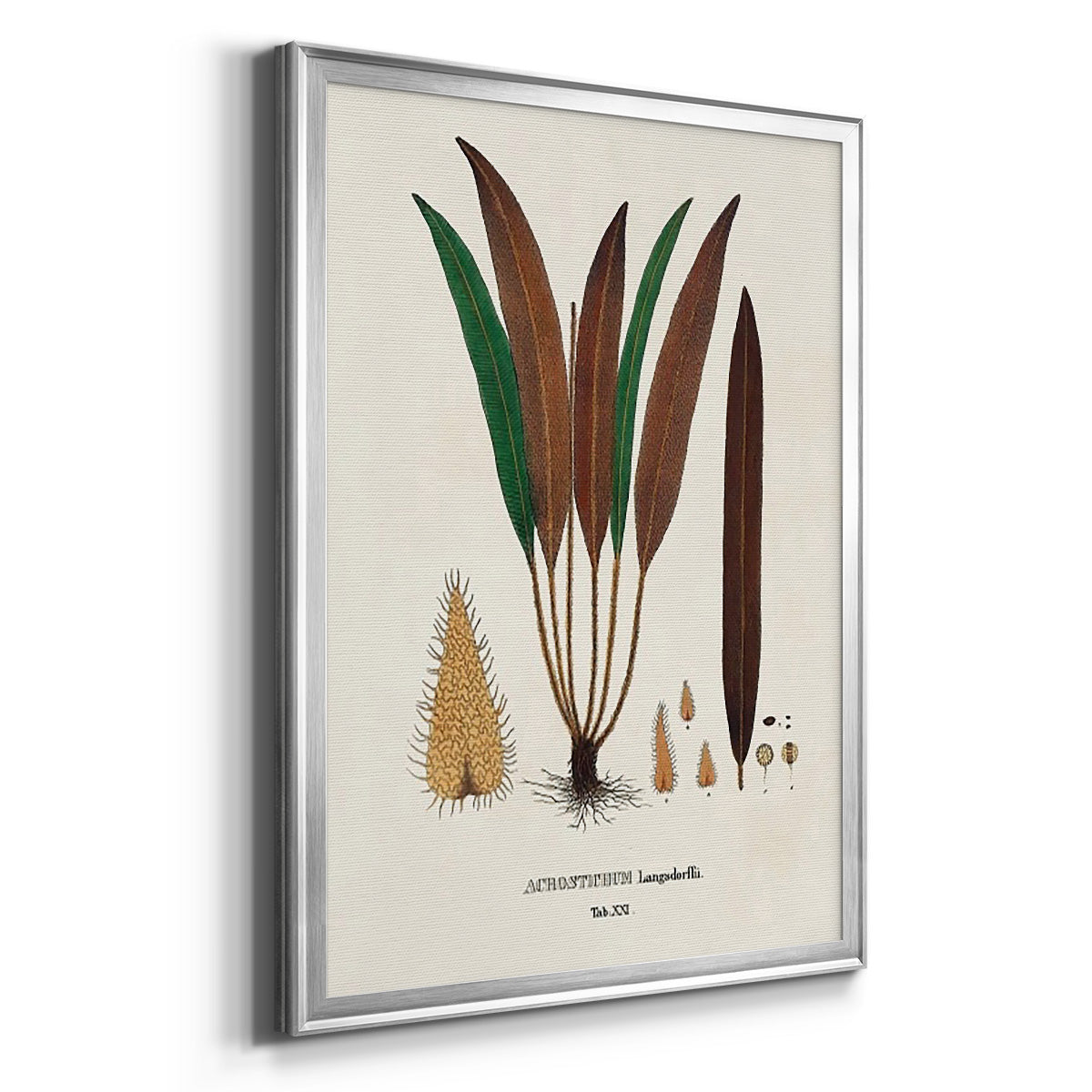 Botanical Society Ferns I - Modern Framed Canvas Print