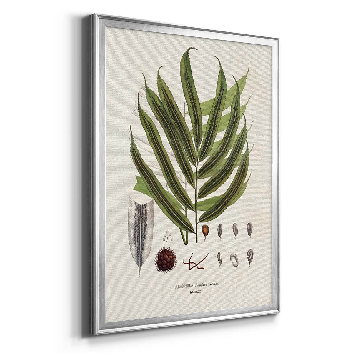 Botanical Society Ferns II - Modern Framed Canvas Print