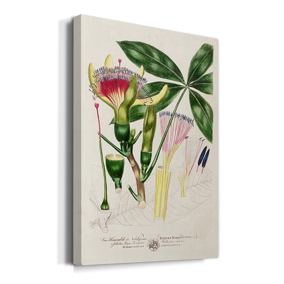 Imperial Tropical Botanical II Premium Gallery Wrapped Canvas - Ready to Hang