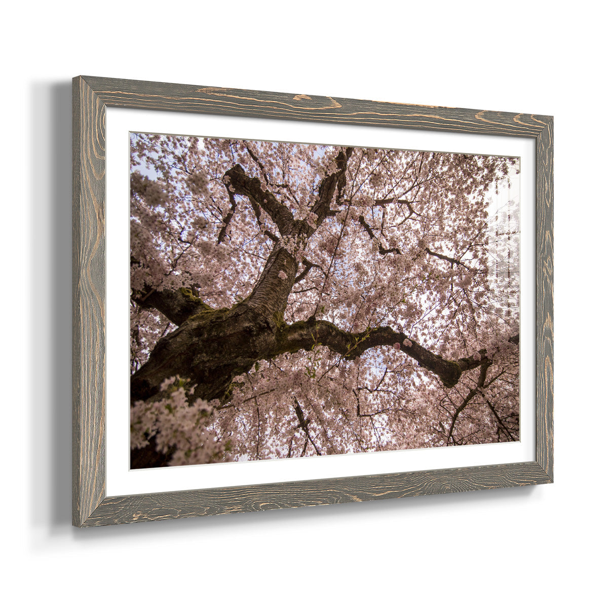 Spring's Arrival - Barnwood Framed Art Print